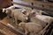 White sheeps in pen at farm