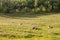 White sheeps, with short wool, standing and eating in the grass land of a pasture in a Serbian farm.