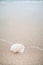 White Shell on sand beach, Laem Talumphuk