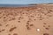 White Shell and Scattered Rocks at Cavendish Beach