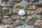 White shell in stone wall. Symbol of Camino de Santiago. Sing for pilgrims. Granite and pebbles in old stone wall.