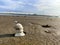 White shells arranged properly in the wet sand with pores. Beach sand with bright sky background.