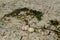 White shells on seaweed covered stone