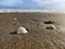 White shells in the wet sand with pores. Beach sand with bright sky background.