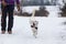 White shelter dog in winter