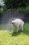 White shepard jumping at water droplets berger blanc suisse