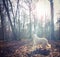 White sheperd dog in the forest