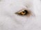 White Shepherd or Canaan or Mixed Siberian Husky Dog. Close-up. Macro. Focused on the eye. Selective focus