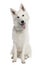 White Shepherd Dog (9 months old)