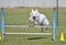 White Shepherd at a Dog Agility Trial