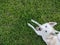 White Shepherd Dog is looking at the camera