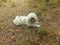 White shepherd dog on orchard meadow