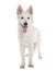 White Shepherd Dog puppy (5 months old)