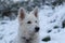 White shepherd dog in snow - Berger Blanc Suisse