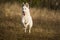 White shepherd in the run