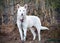 White Shepherd Siberian Husky mixed breed dog