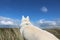 White shepherds look out over the landscape by the North Sea