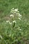 White shepherds purse flowers, capsella bursa pastoris, wildflowers, plant background