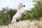 White Shetland pony rearing outdoors.