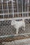 White Shiba dog in the cage near Shiraoi Ainu Village Museum in Hokkaido, Japan