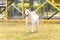 White Shiba Inu or Hokkaido Inu. White dog standing in the playground. Shiba inu dog the yard