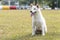 White Shiba Inu or Hokkaido Inu. White dog standing in the playground. Shiba inu dog the yard