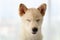 White Shiba Inu Japanese pedigree adorable puppy staying on bed in bedroom. Pet Lover concept. animal portrait with copy space