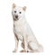 White Shiba inu looking at the camera, isolated on white