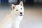 A white Shiba Inu sitting in the living room. Japanese dog. White color