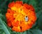 White shield bug on beautiful tagetes flower