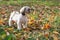 White shih tzu dog walks in park, fall, autumn leaves. Pet