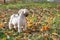 White shih tzu dog walks in park, fall, autumn leaves. Pet