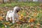 White shih tzu dog walks in park, fall, autumn leaves. Pet