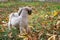 White shih tzu dog walks in park, fall, autumn leaves. Pet