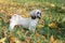 White shih tzu dog walks in park, fall, autumn leaves. Pet