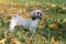 White shih tzu dog walks in park, fall, autumn leaves. Pet