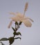 White Shoeblack plant