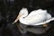 White Shorebird in Winter