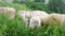 White shorn sheep without woolly fleece grazing and grazing green grass
