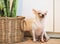 White short hair chihuahua dog sitting by the basket of Snake plant  Sansevieria and winking her eyes
