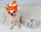 White short hair chihuahua dog wearing orange color knit wool hat with white ribbon sitting by white alarm clock