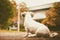 White short hair Shih tzu dog sitting alone on the road and looking forward