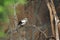 White-shouldered starling