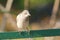 White-shouldered Starling