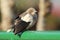 White-shouldered Starling