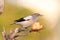 White-shouldered Starling