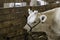 White show heifer tied in a barn