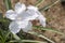 White Showers Mexican Petunia flowers