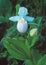 White `Showy` Lady slipper Orchids in bloom