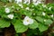 The white Showy Trillium flower at full bloom